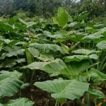 Turning Soil Into a Climate Solution: How Biochar is Transforming Farms