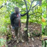 Breakthrough in Agriculture: 30% Extra Cocoa Production with Biochar